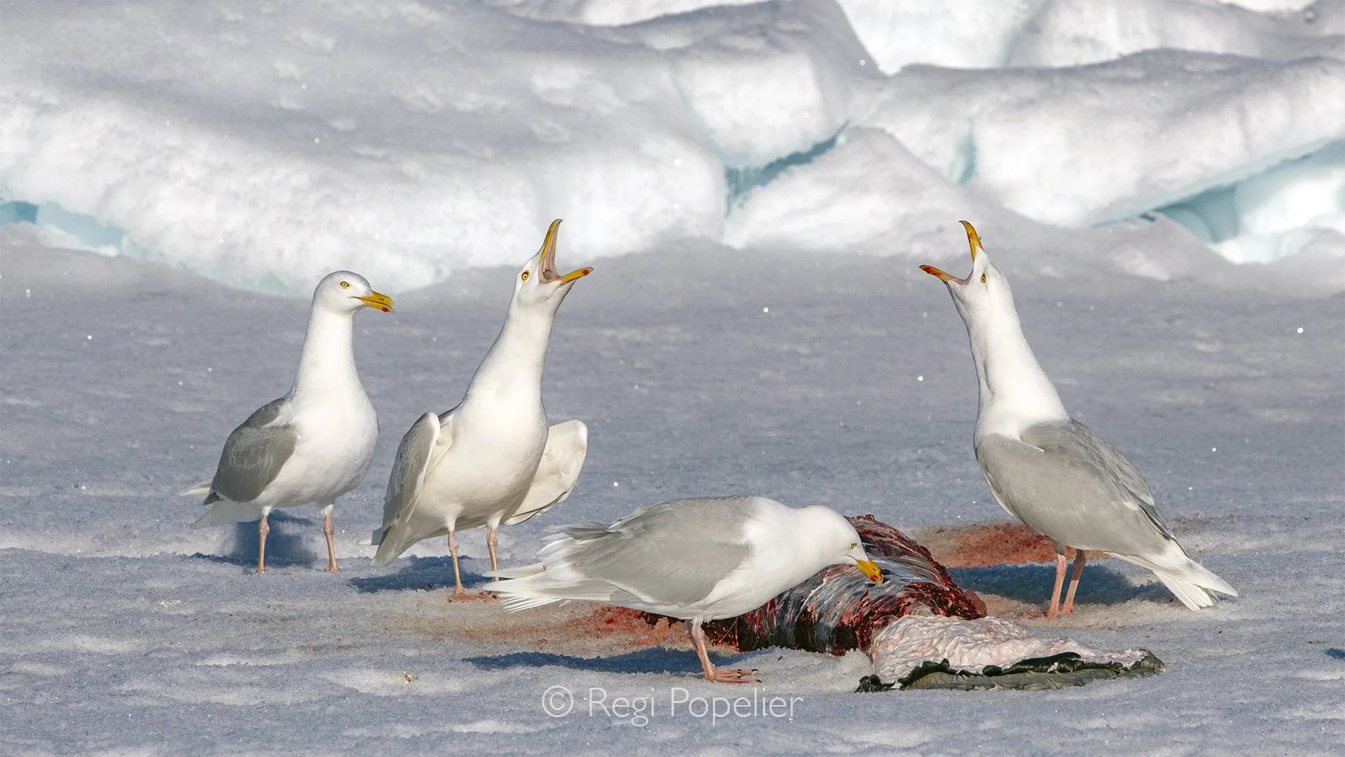 NPOLE079 - Glaucous Gull, Larus hyperboreus, feeding on the remains of a young seal.