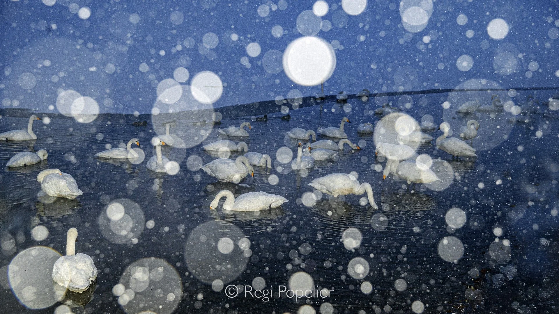 HOK043 - Whooper Swans photographed in the evening during a heavy snowstorm. Falling snow and fading light transforming the scene into a dramatic, almost monochrome winter tableau. flash at this image was used 