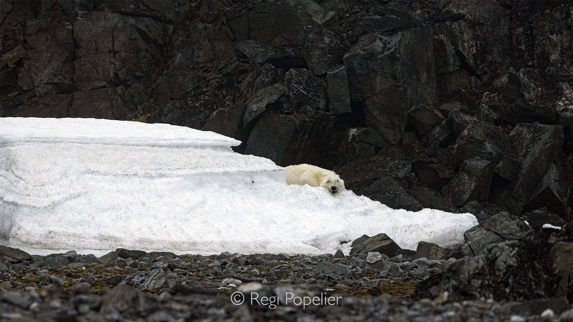 NPOLE039 - A young polar bear cub lies peacefully in the snow, a poignant reminder that survival in the Arctic is never guaranteed.