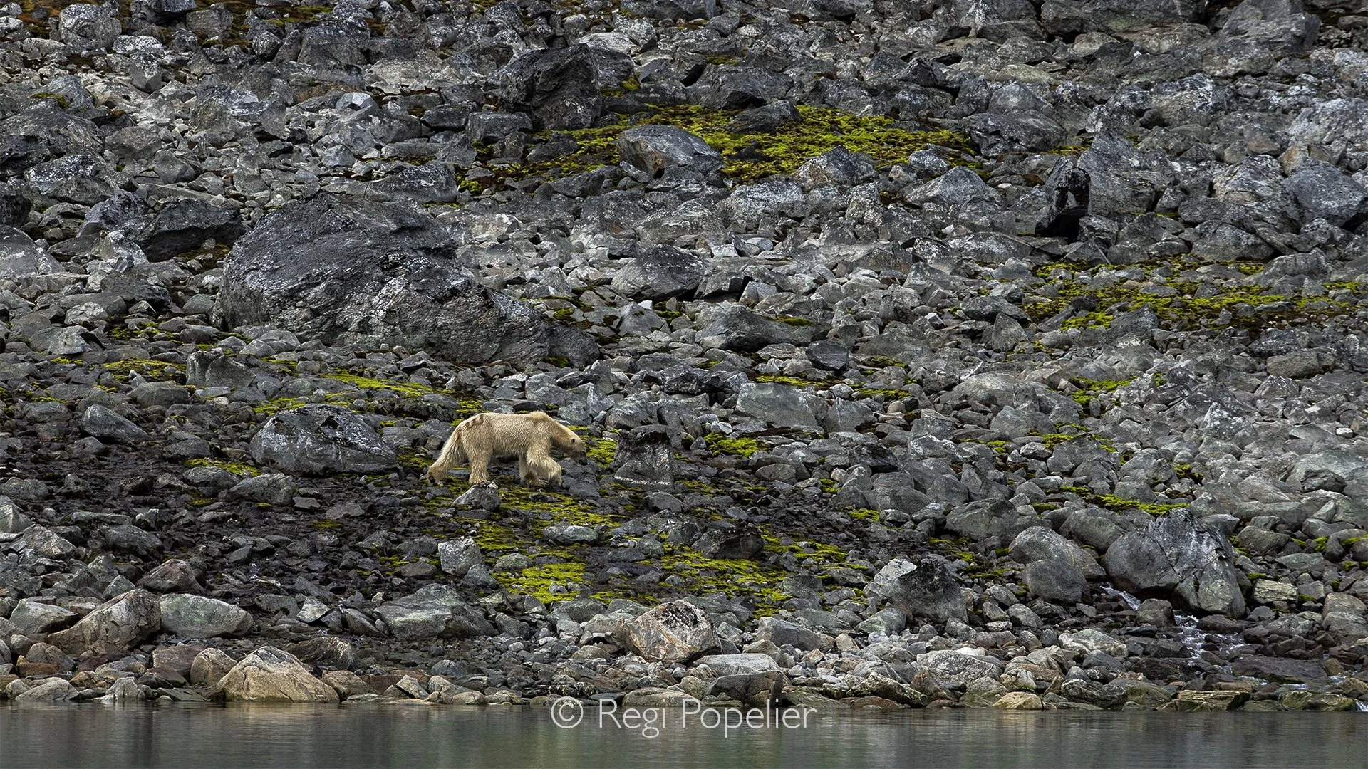 NPOLE033 - The bear blends beautifully with the dark volcanic rocks of the Arctic coast.