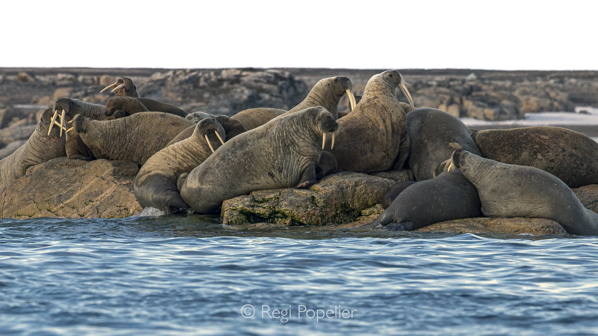 NPOLE019 - Several walruses gather on the rocky shore, enjoying a moment of rest between feeding trips.
