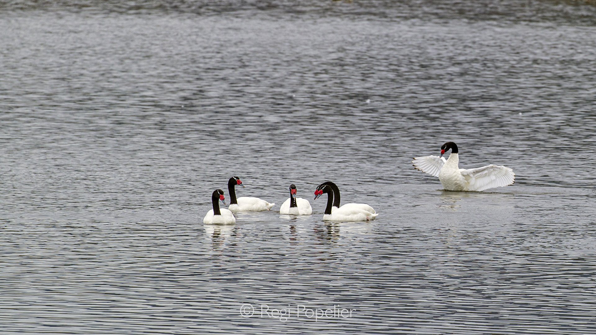 CHILI023 - A formation of Black-necked Swans