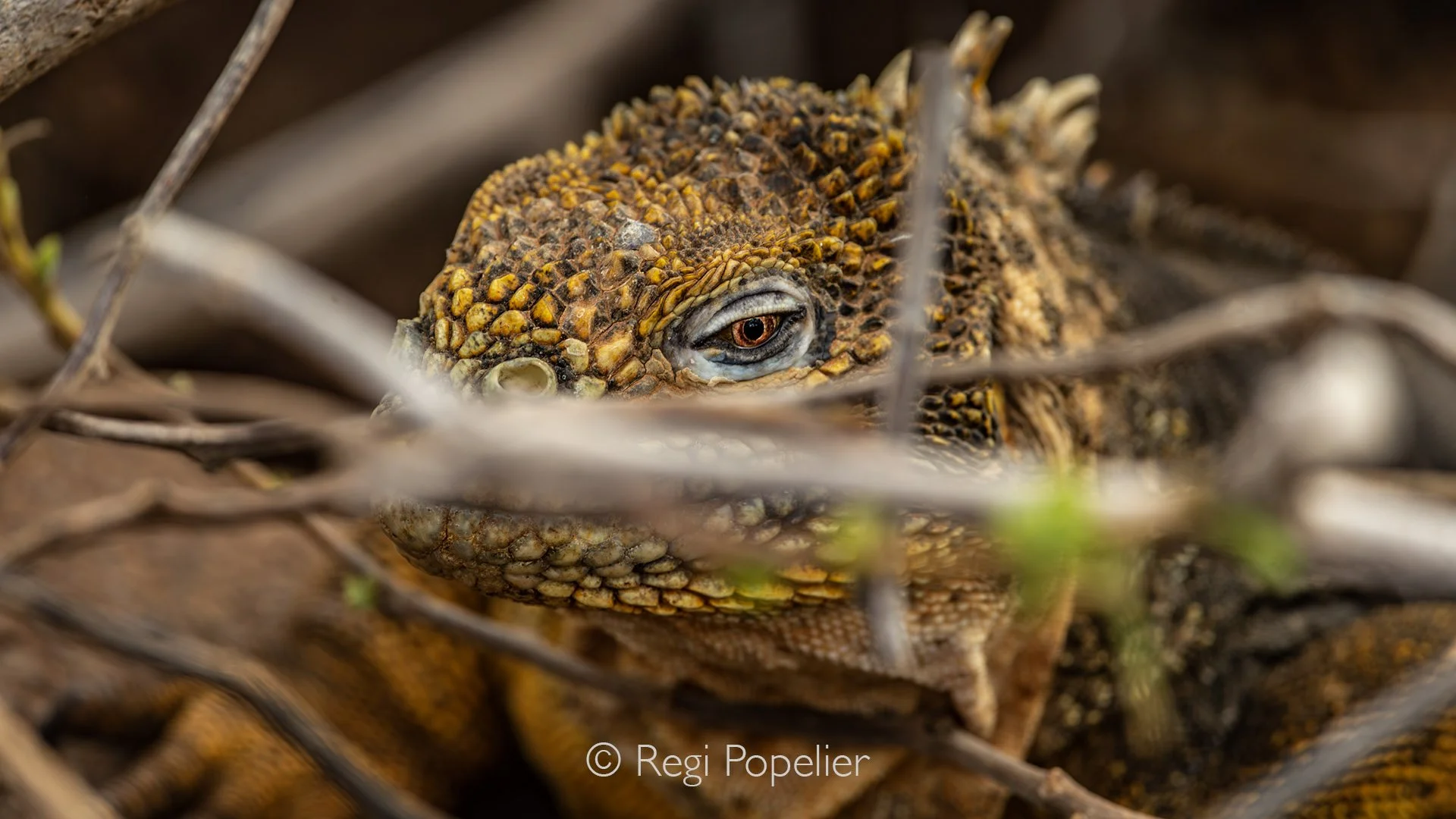 GAL022 - A close look at the textured yellow scales and alert gaze of the Yellow Land Iguana.