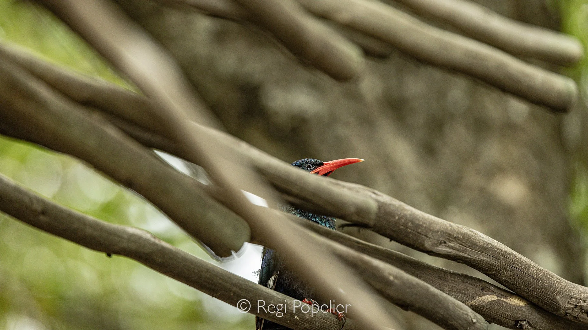 South Africa061 - A striking close-up of an African hoopoe, focusing on its long, slender beak.