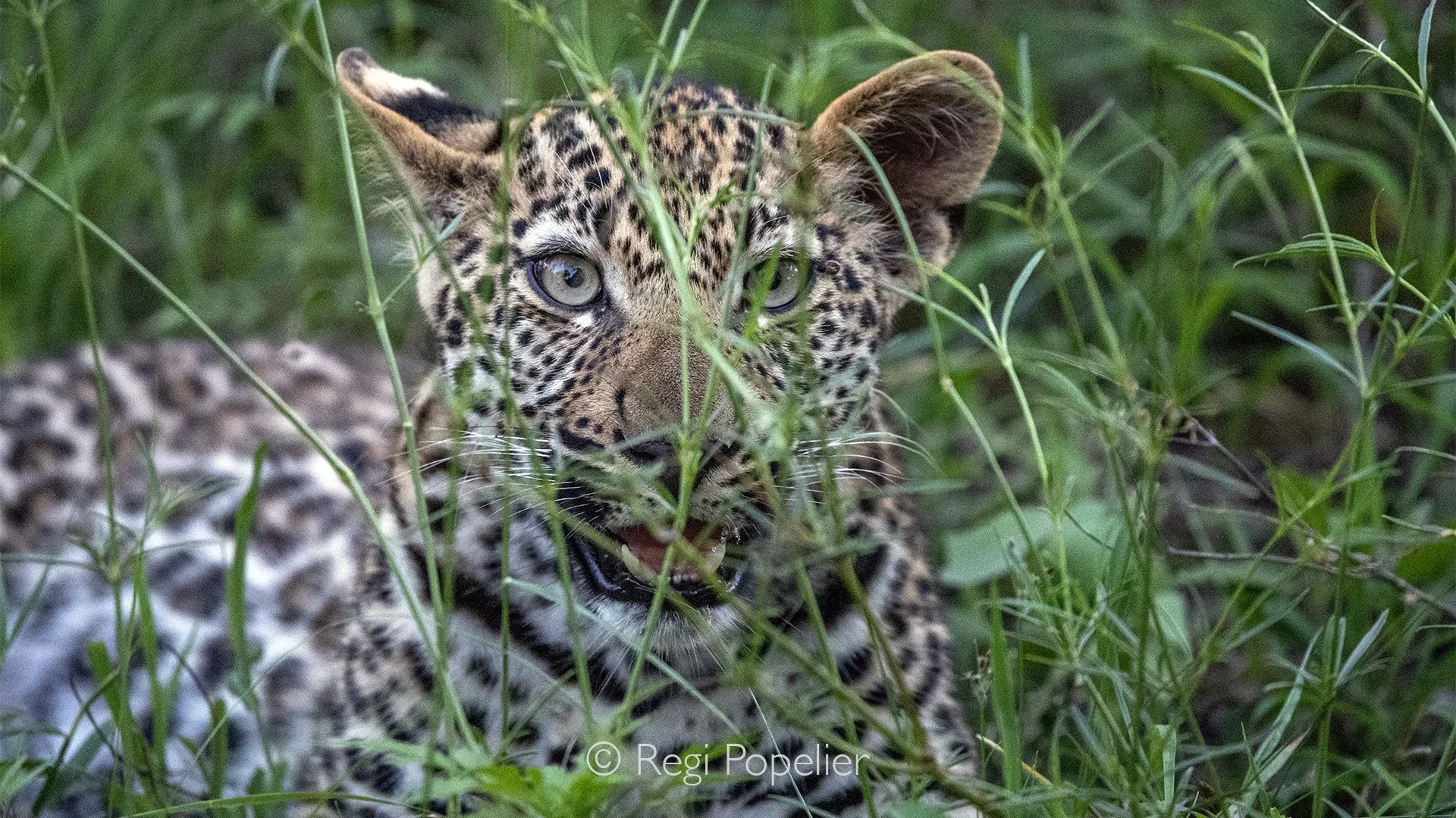 South Africa119 - Curious yet alert, it pauses between the cover of the grasses and the open landscape, offering a beautiful glimpse of a young predator learning to read the world around it