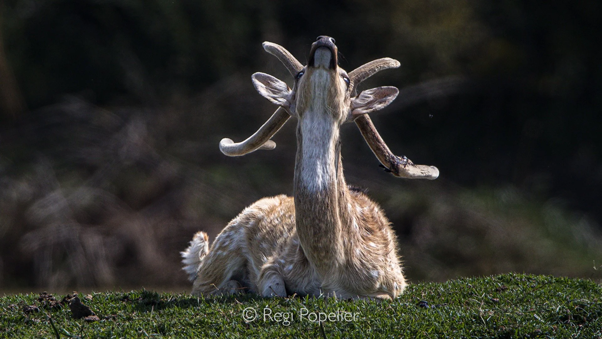 INDIA021 - Deer resting on one of the small islands in the waters of Keoladeo NP 