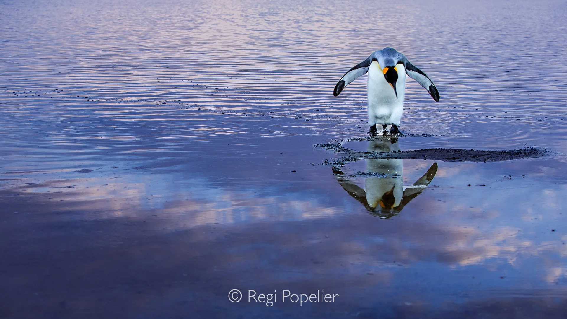 FAL030 - Capturing symmetry and reflections: the penguin’s solitude paired with the vibrant sunset sky.