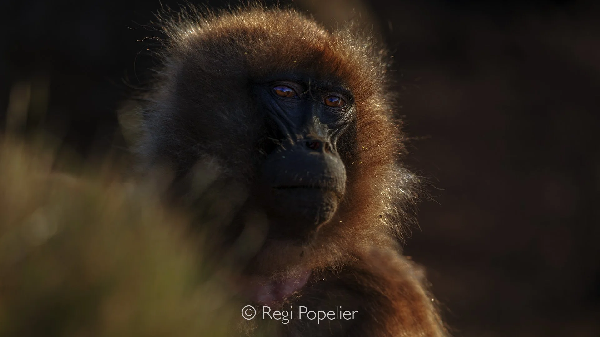 ETH066 - Profile of a female baboon photographed against light. 