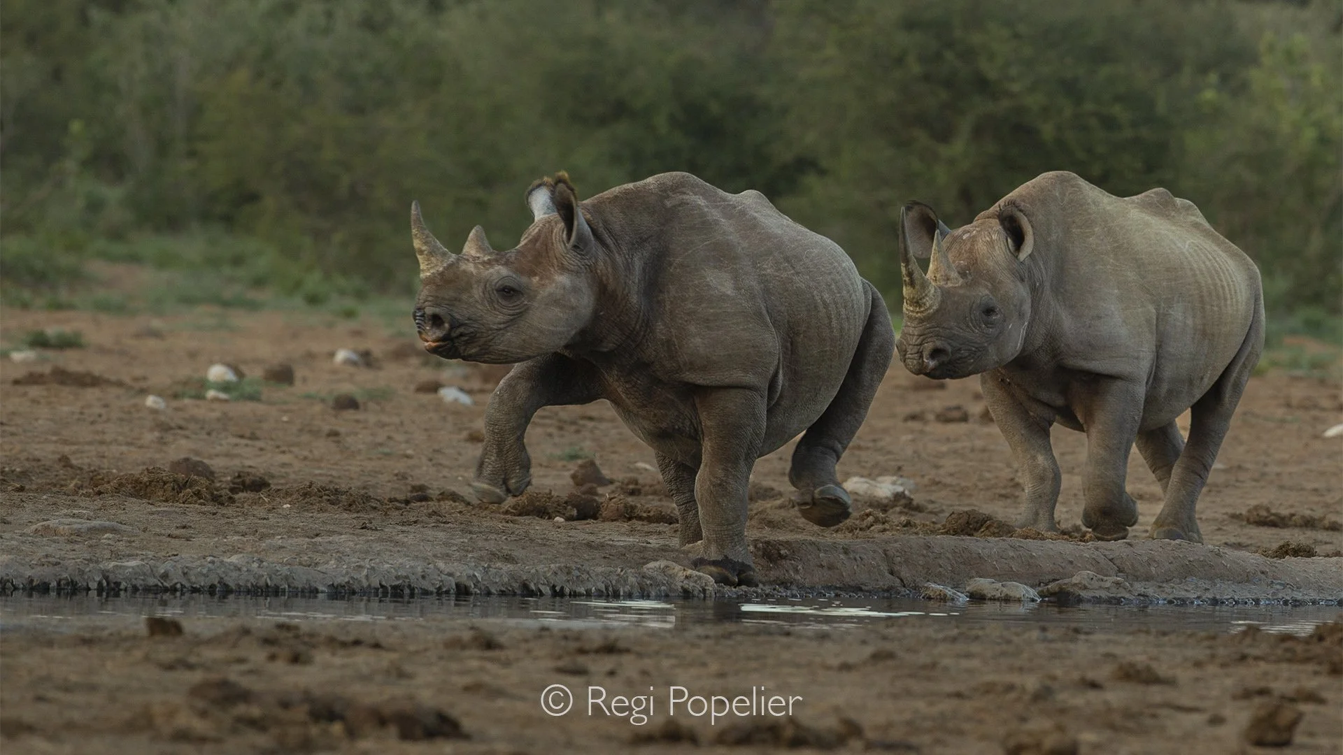 Namibia073 - Black rhinos arriving at the waterhole. 