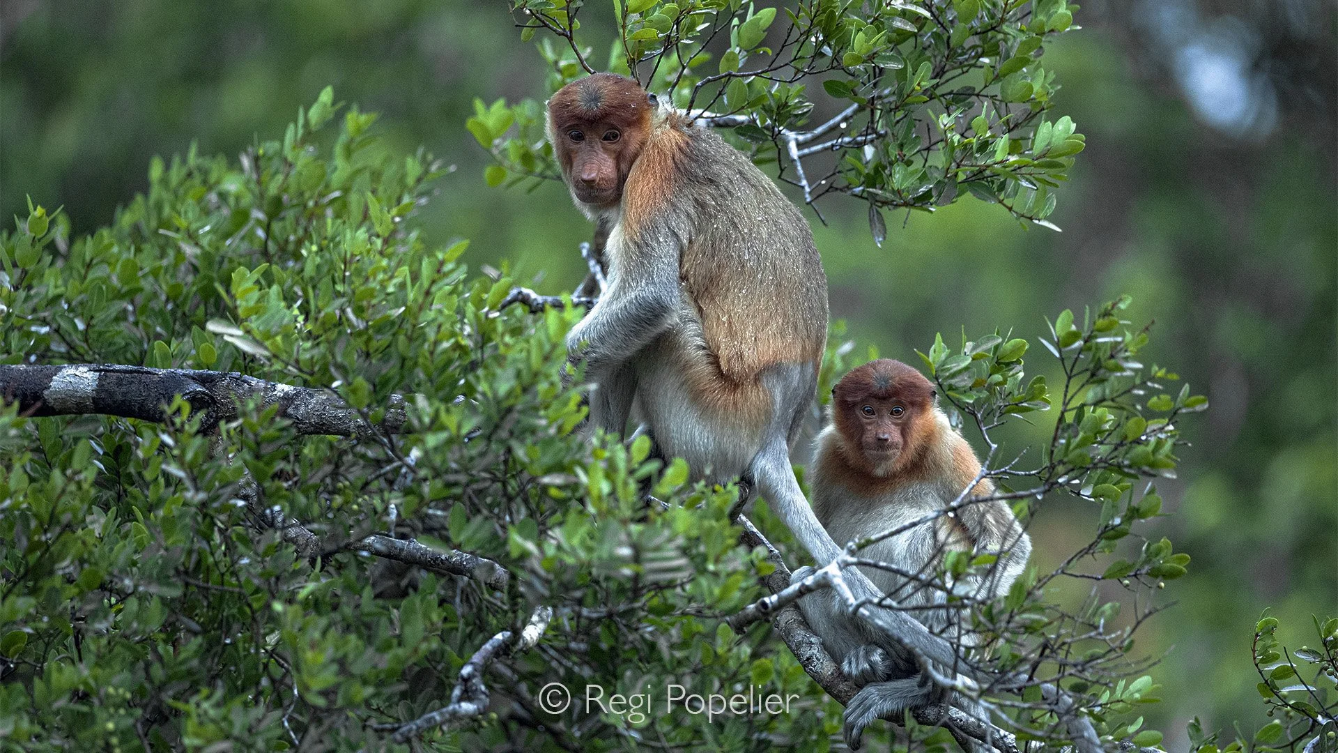 INDO009 - Back to safety 