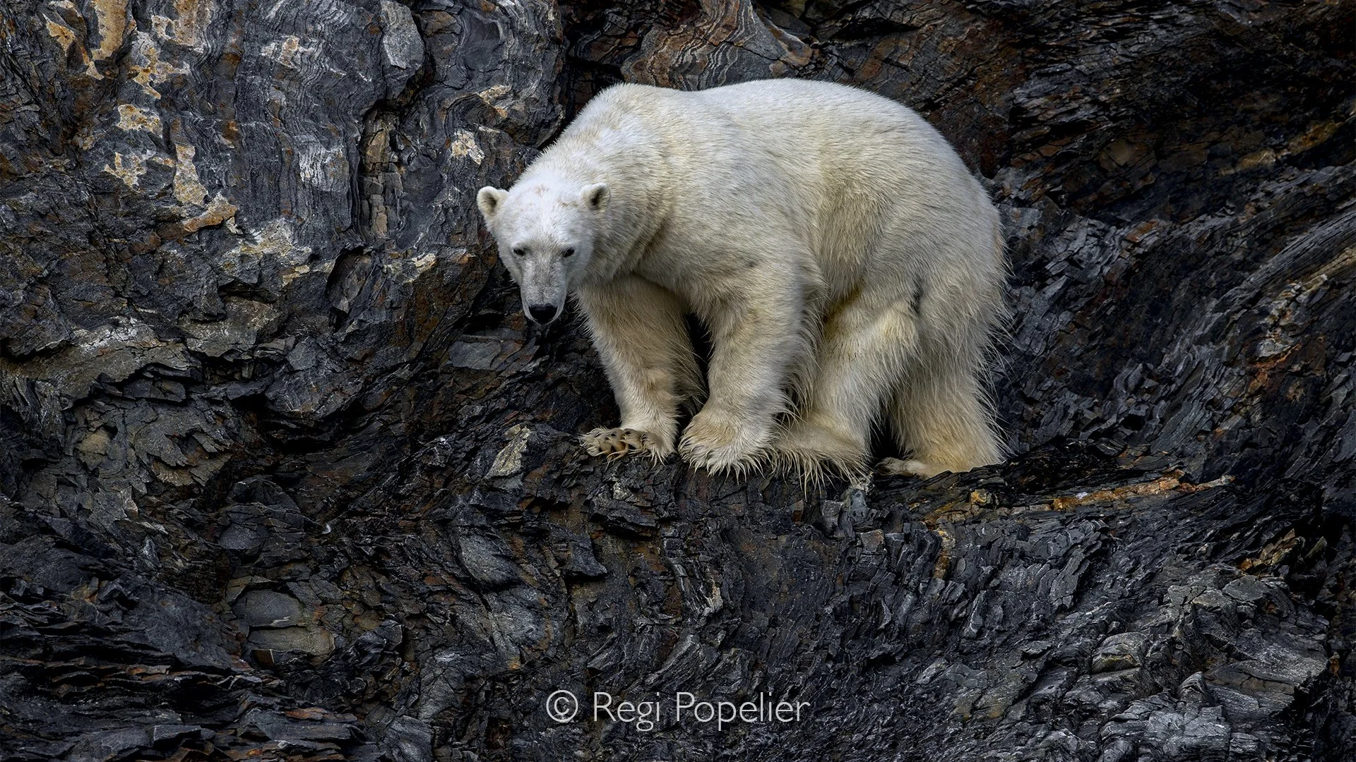 NPOLE043 - The bear carefully picks its way across the rugged shoreline.