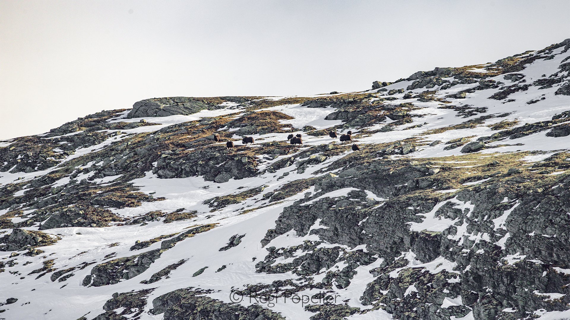 NORWAY056 - Snow and wind have sculpted the terrain into a dramatic backdrop for this remarkable survivor.