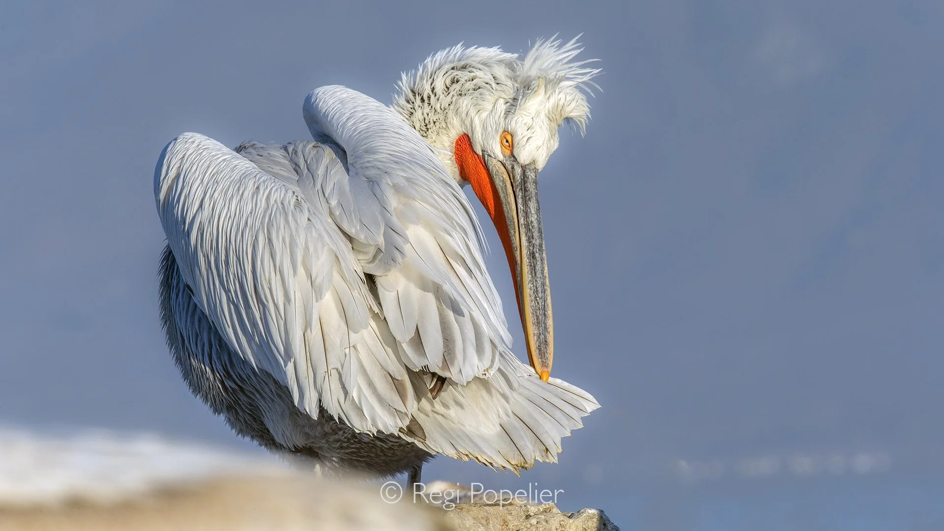 GRE003 - Pelican cleaning while resting on a small island in the lake.