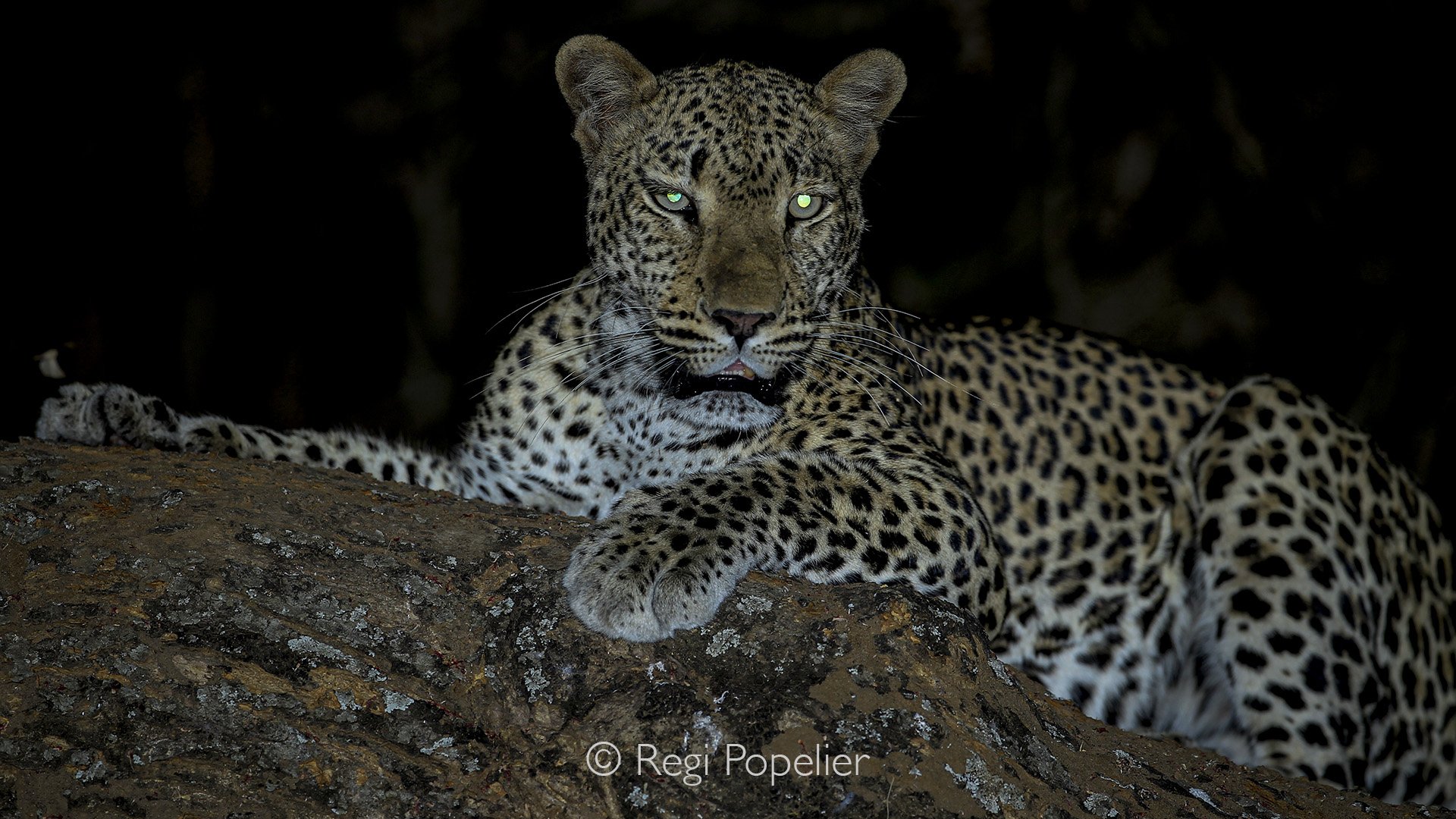 ZAMBIA027 -Leopard Photographed during night safari. 