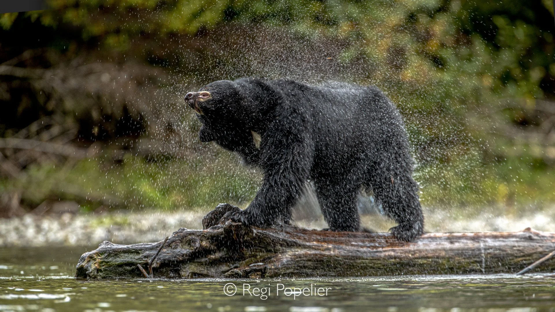 CAN006 - Black bear shaking water from its fur, droplets scattering like diamonds in the sunlight.