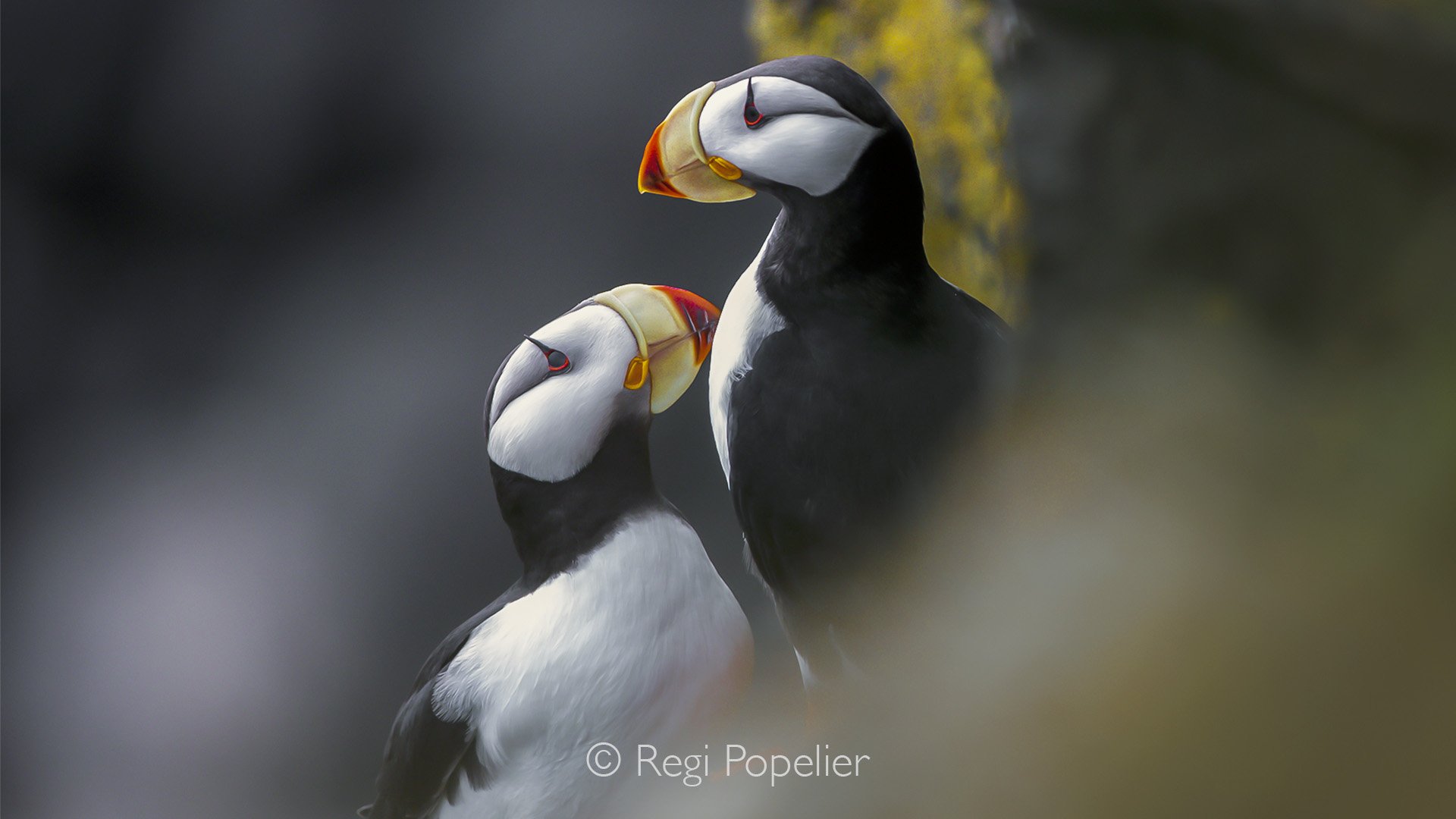 ICEL013 - Pair of puffins photographed on the West Coastline 