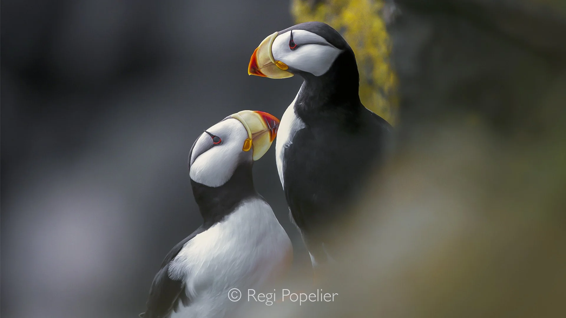 ICEL013 - Pair of puffins photographed on the West Coastline. 
