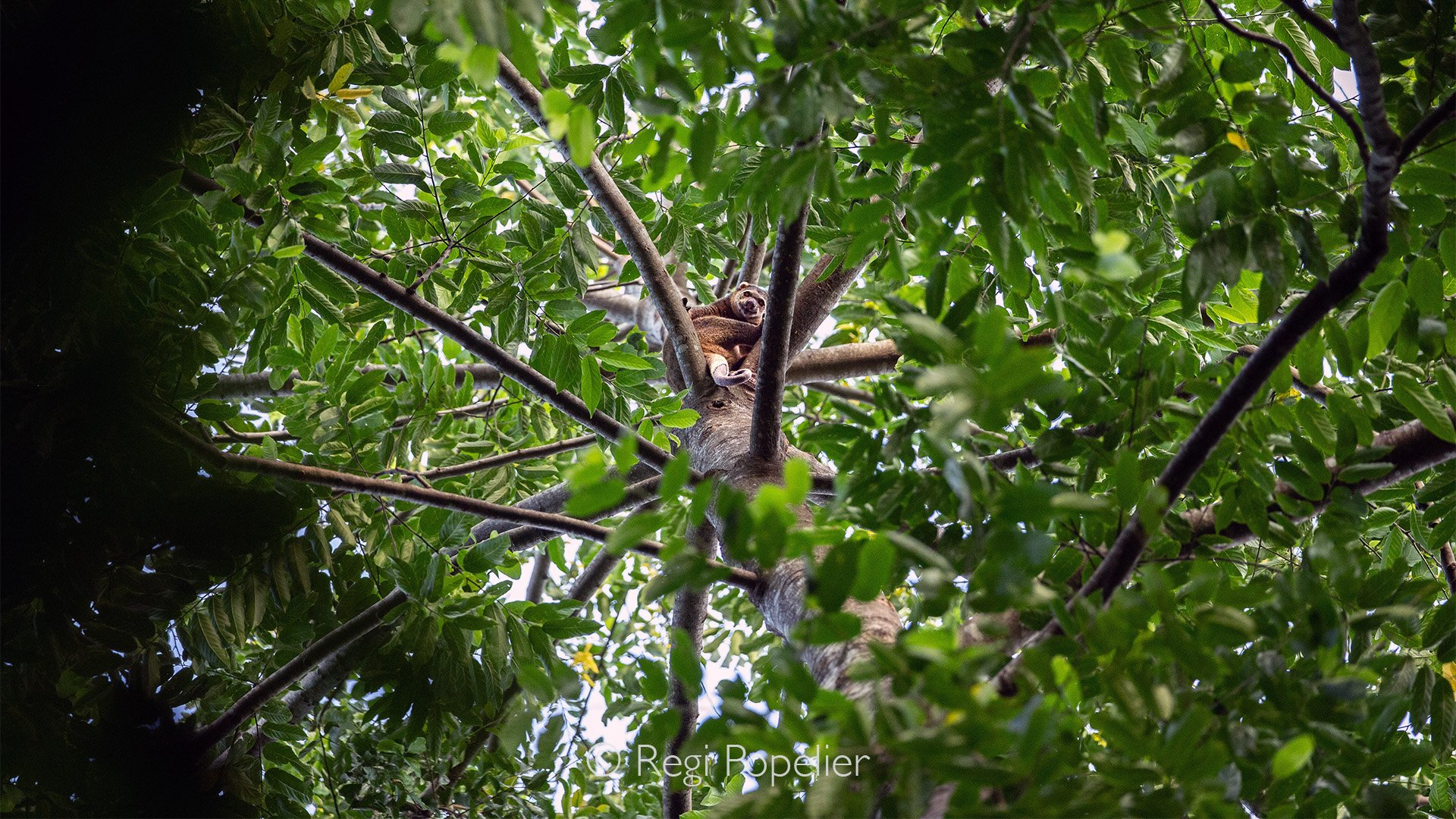 INDO034 -Sulawesi Bear Cuscus (Ailurops ursinus) rare to find and lives high in the canopy of trees. 