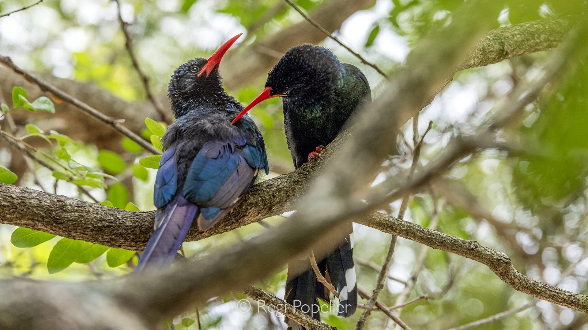 South Africa062 - A pair of African hoopoes gently preen one another, their long curved bills moving delicately through each other's feathers. This intimate moment of mutual care reveals the tender bond between these beautifully patterned birds, capt