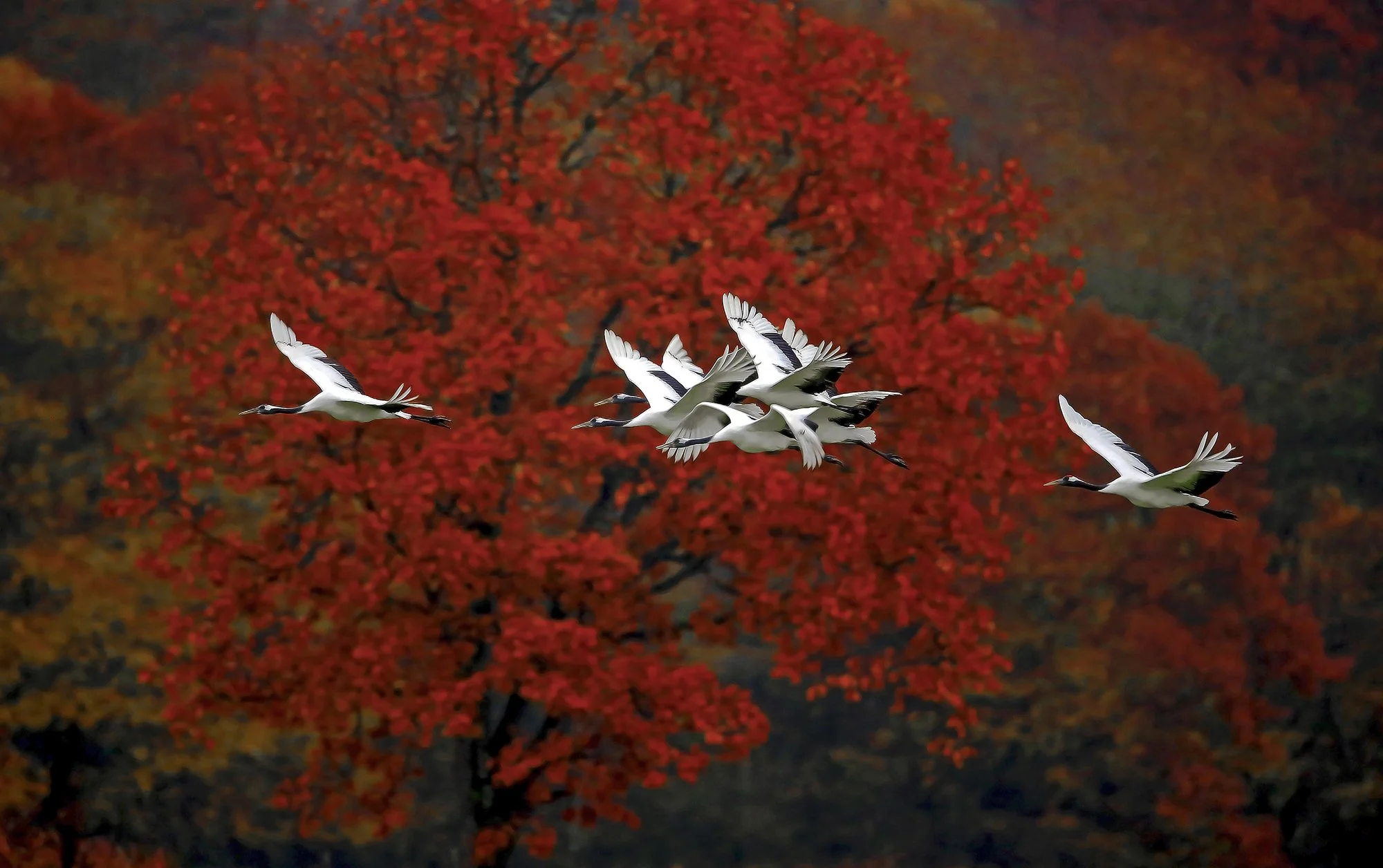 Autumn Flight