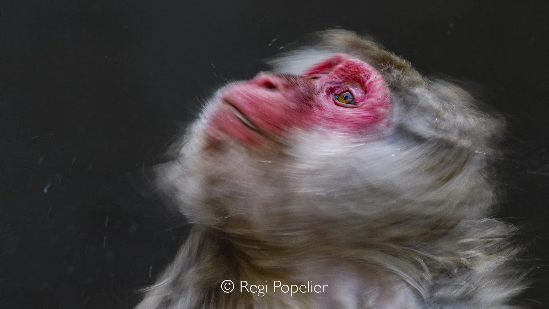JAP002 -  Slow shutter speed gives sometimes amazing results 