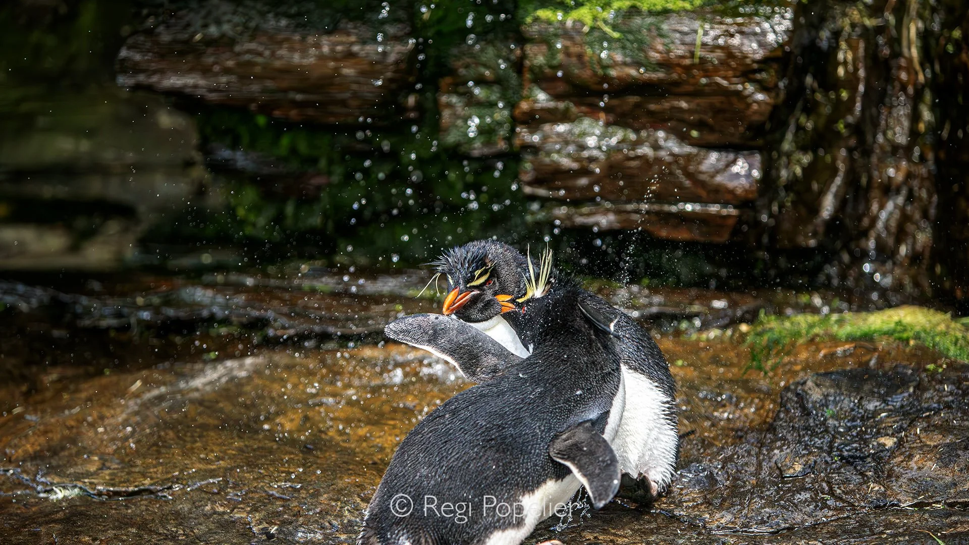 FAL024 - Nature’s cleansing station,  penguins use the Rockhopper Shower to remove salt and refresh their plumage.