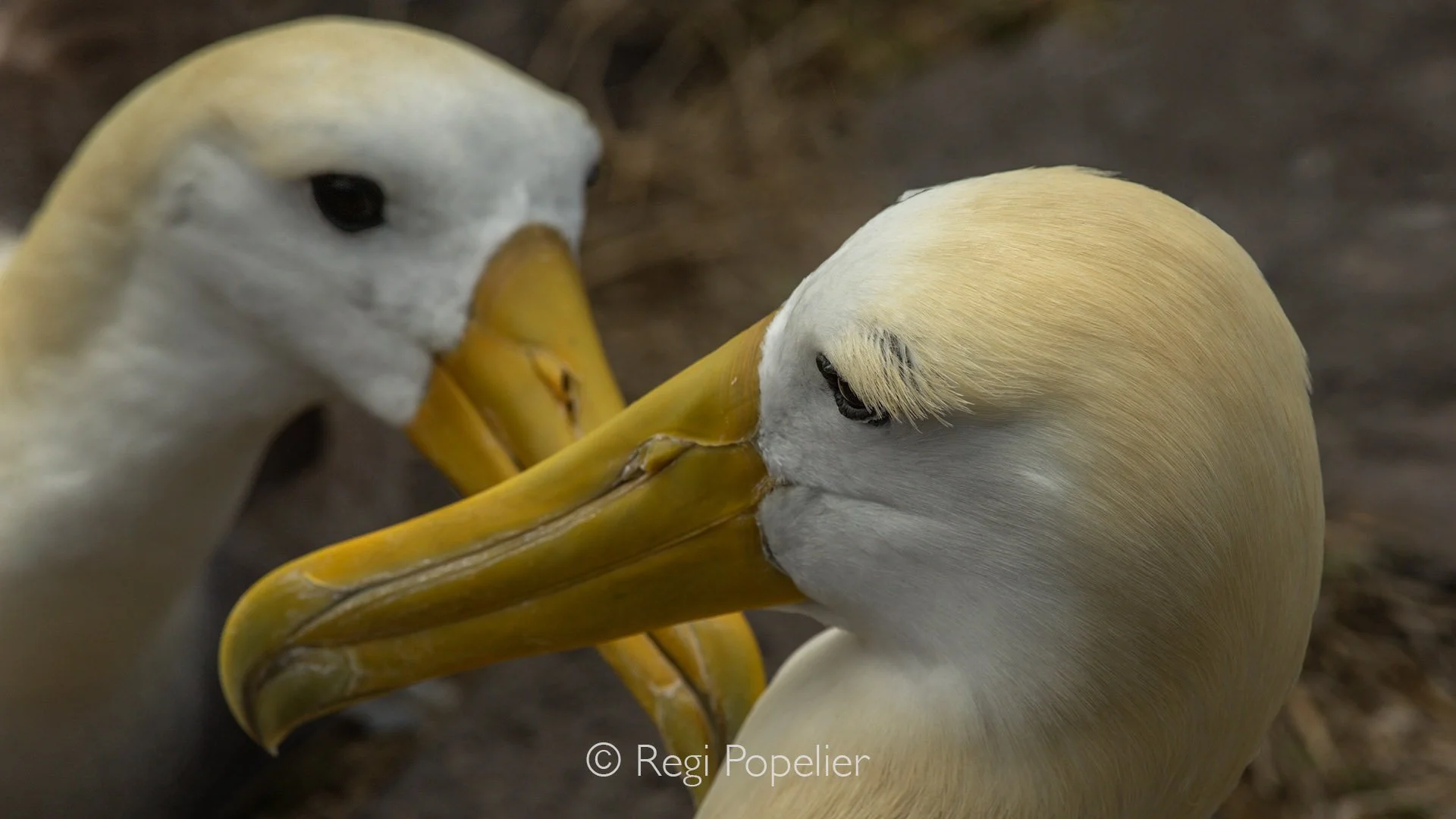 GAL018 -  Delicate dance of connection, waved albatrosses in quiet communion.