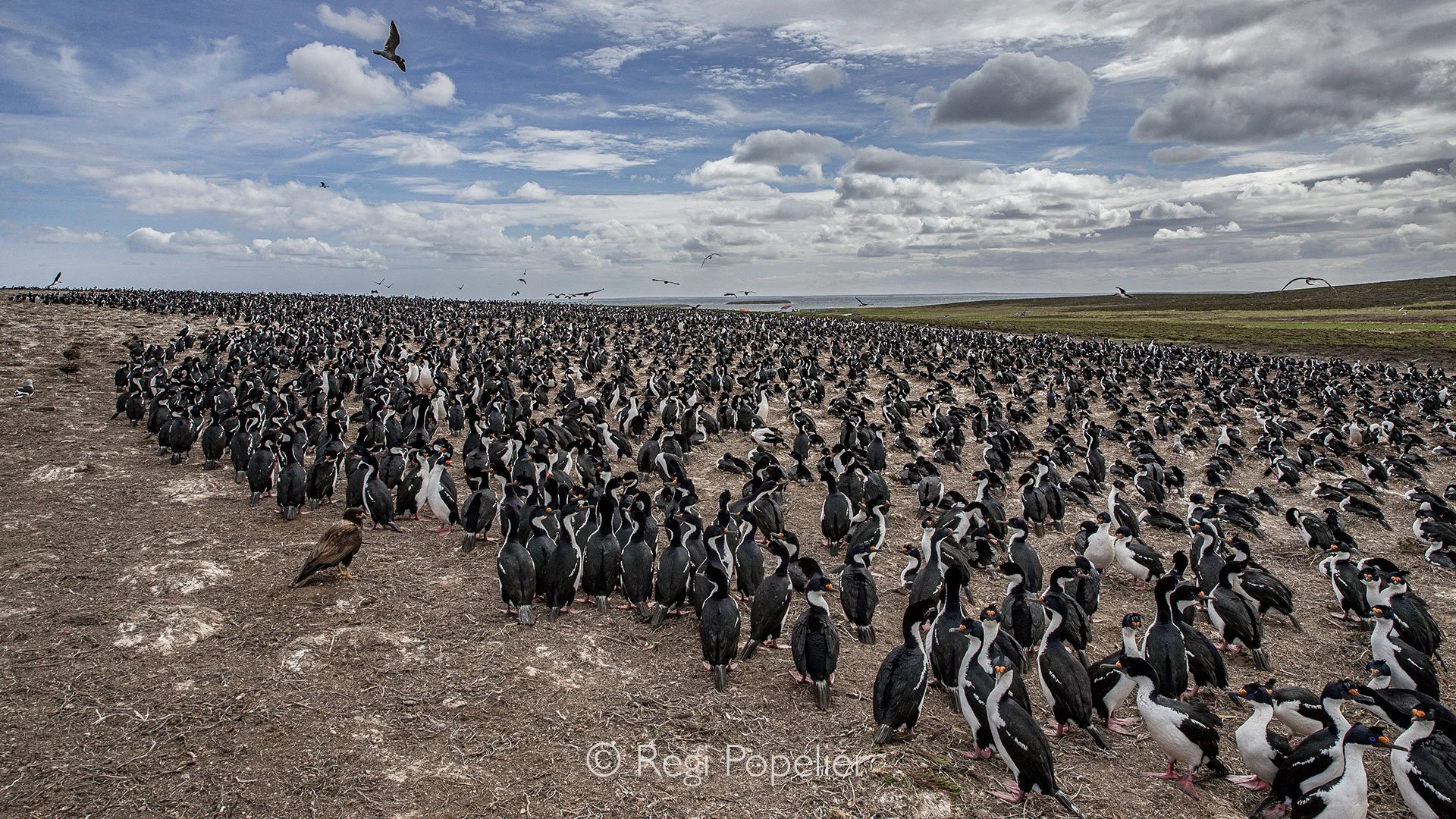 FAL 040 - Rock Cormorants gather on their breeding grounds , bleaker island. 