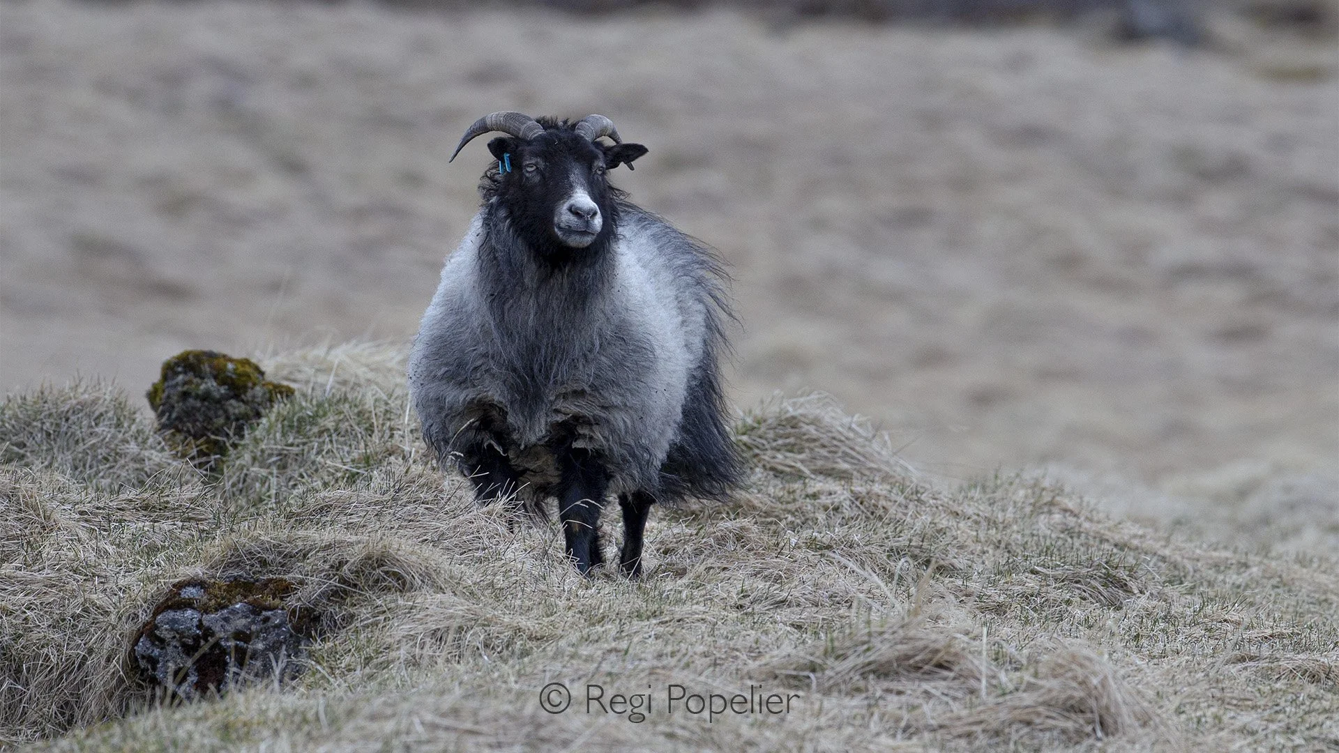 ICEL030 - Iceland’s famous sheep roam freely across the vast, open landscapes of Iceland. Hardy and independent, they have shaped the island’s rural soul for centuries.  