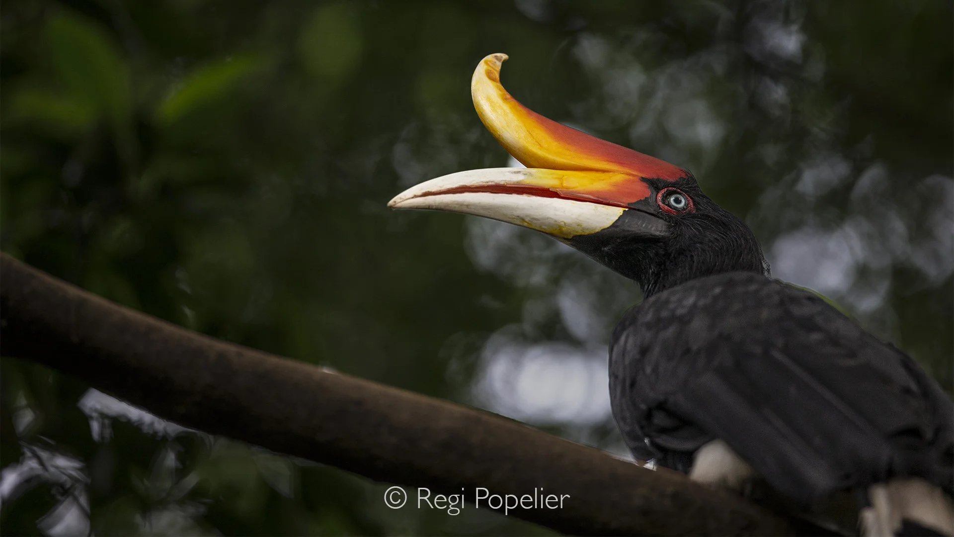 MALAS005 - The Rhinoceros Hornbill  the national bird of Malaysia.