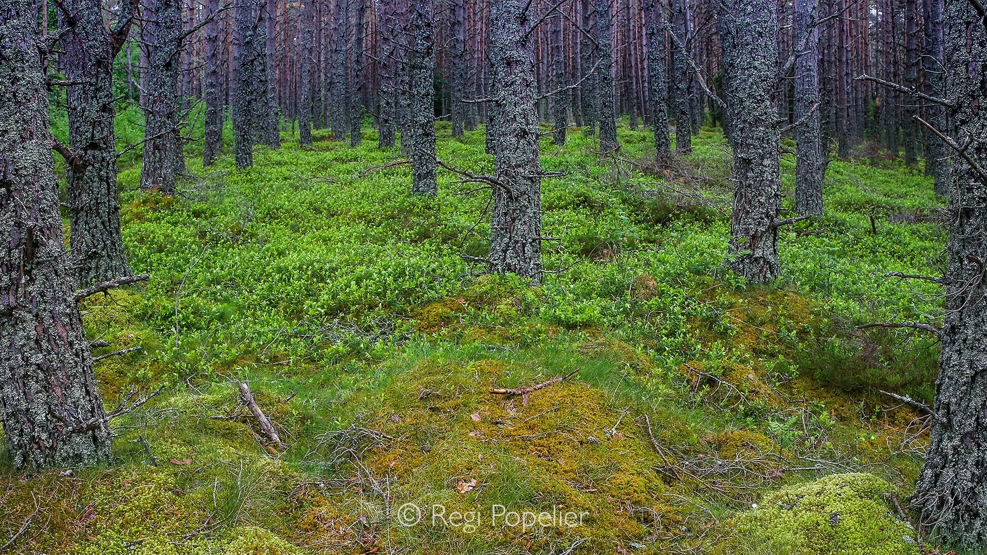 Scotland050 - A quiet woodland scene where weathered trunks rise from a carpet of fresh green, creating a natural balance of texture and colour.