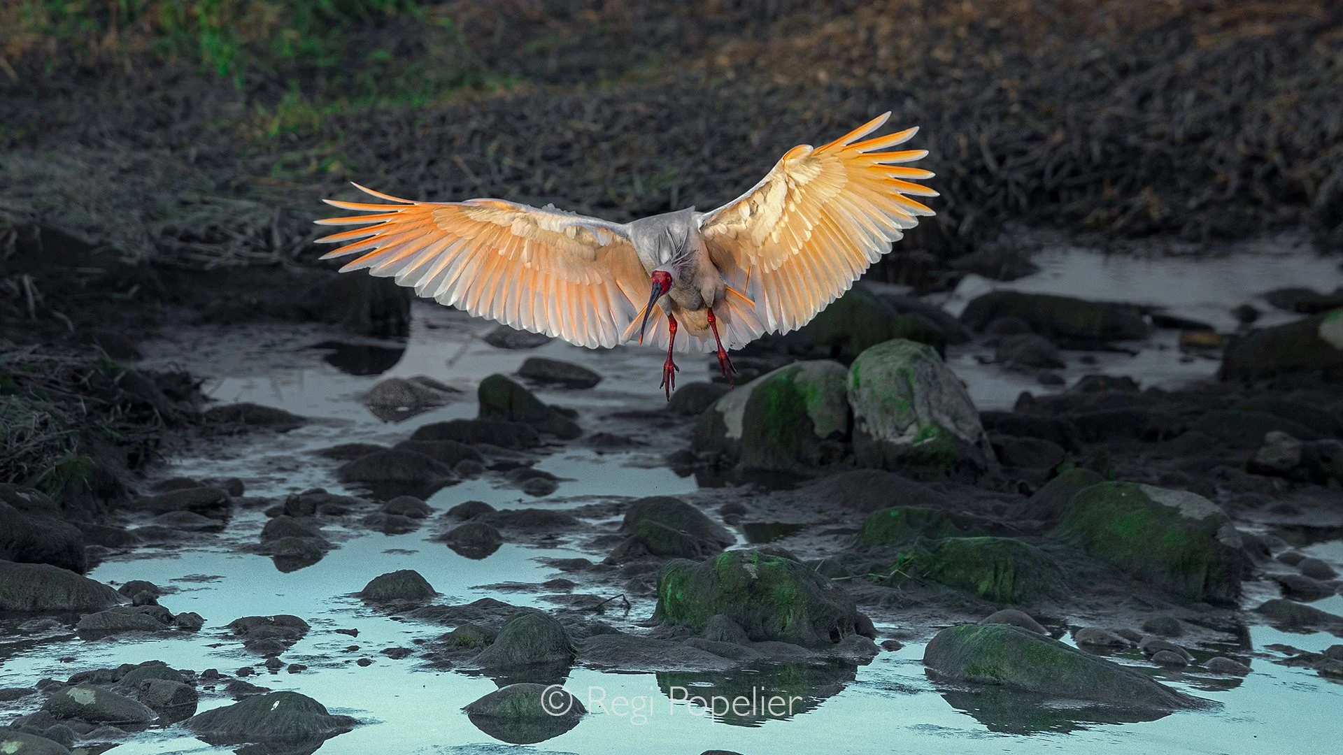 CHIN004 - A crested ibis gently lands on a riverbed strewn with algae covered stones, its elegant wings brushing the evening air as the fading light casts a soft glow over the scene.