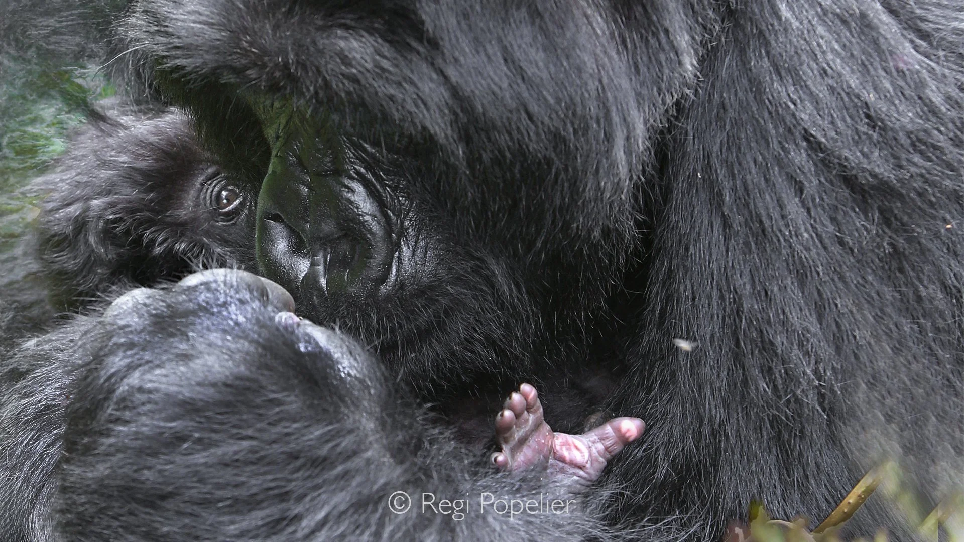 RWANDA013  - The infant's tiny fingers curl tightly around its mother's thick black fur. Every wrinkle, fingernail and delicate movement reflects the remarkable similarities shared between gorillas and humans.