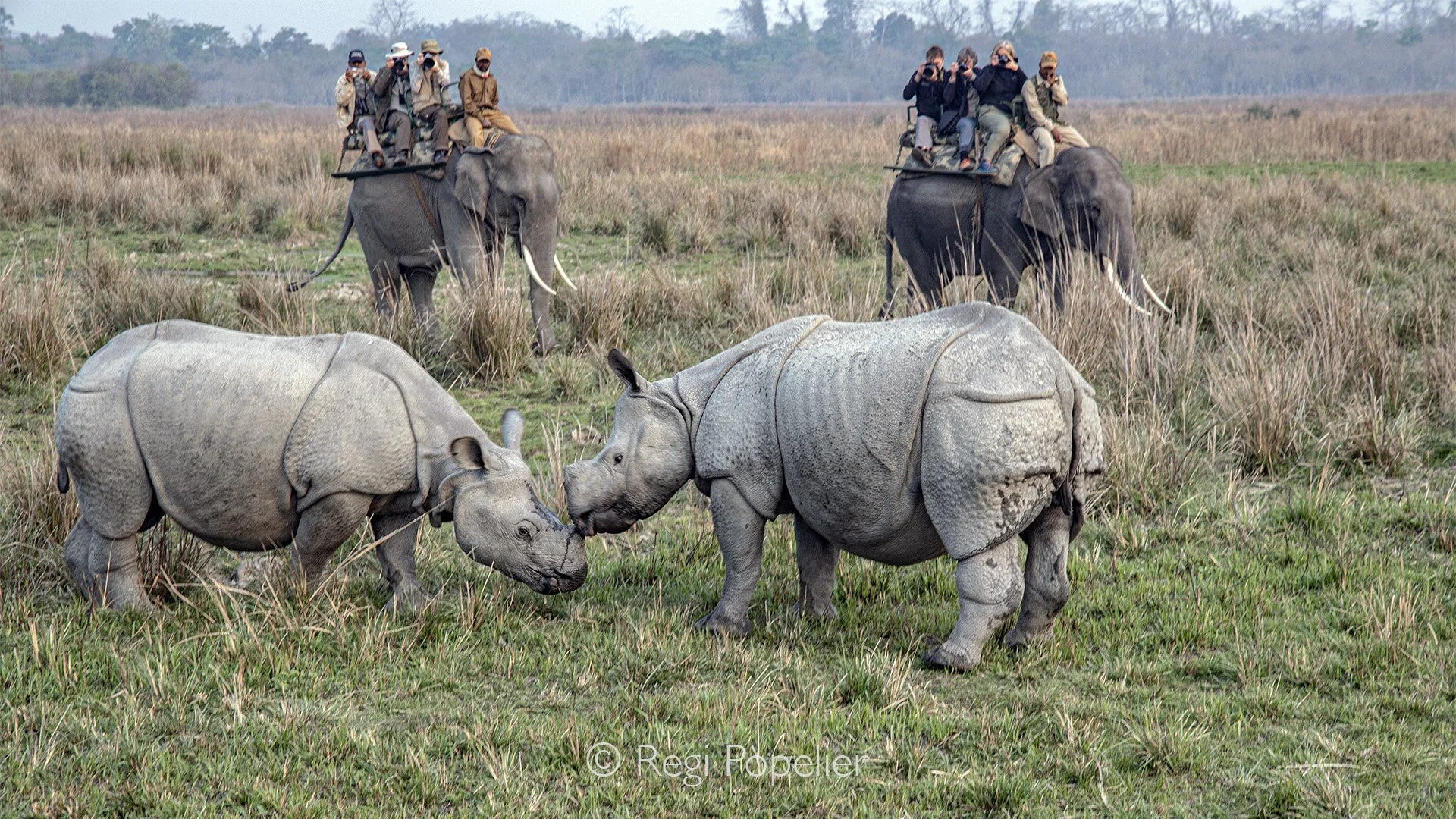 INDIA003 -For the ones who want to have a ride on an elephant, it gives another perspective of the rhino and I did not noticed any change in behavior of the rhinos when participating.  