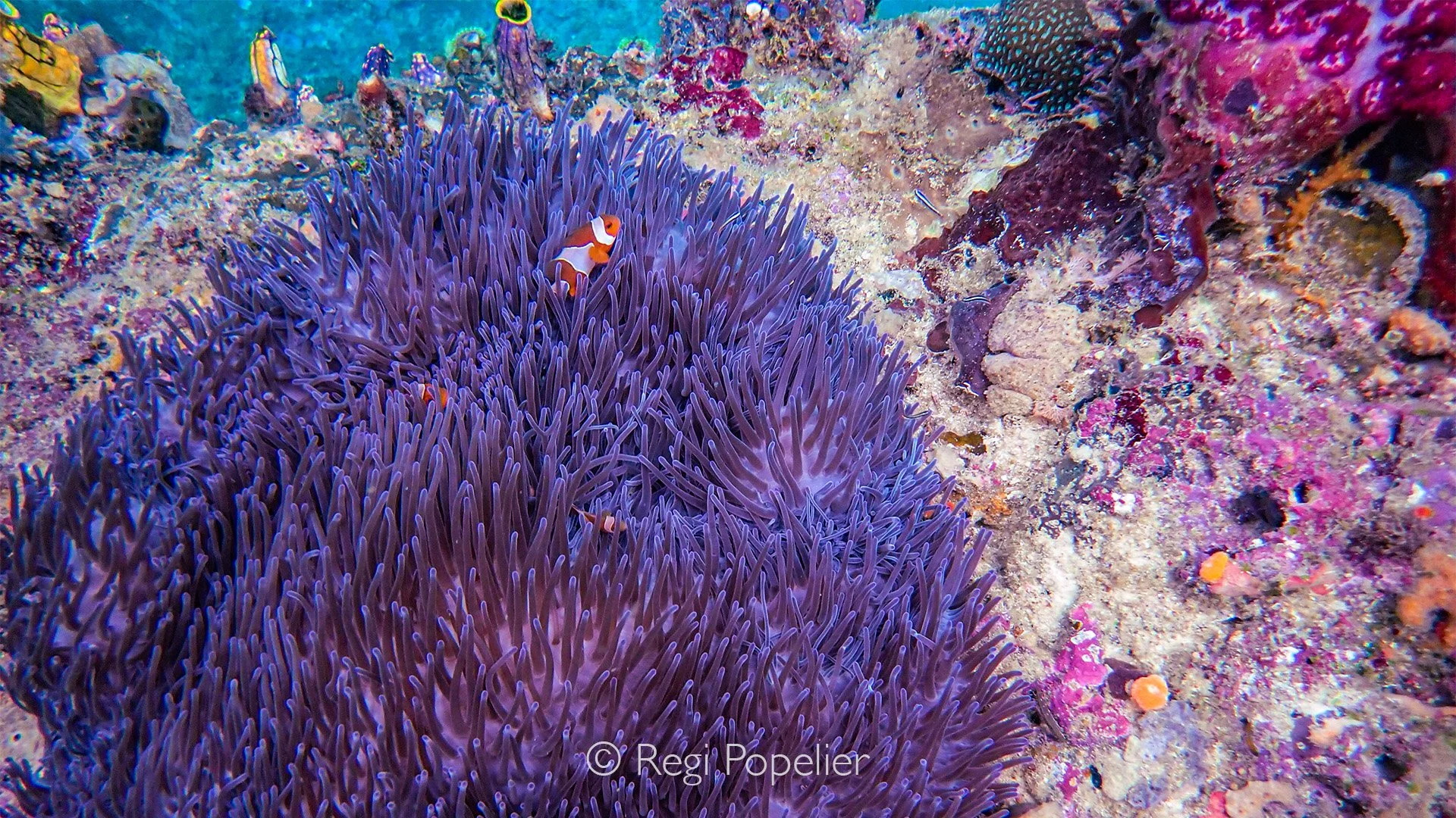 INDO107 - Radianthus ritterie  anemone with a pair of perculas or better know as clownfish (Amphiprion percula).