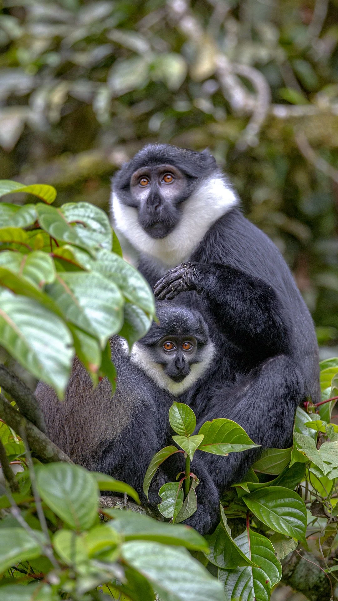 RWANDA047  - A protective mother pauses while her subadult youngster remains close by her side. Although becoming increasingly independent, the young monkey still seeks the reassurance of its mother as they quietly move together through the dense for