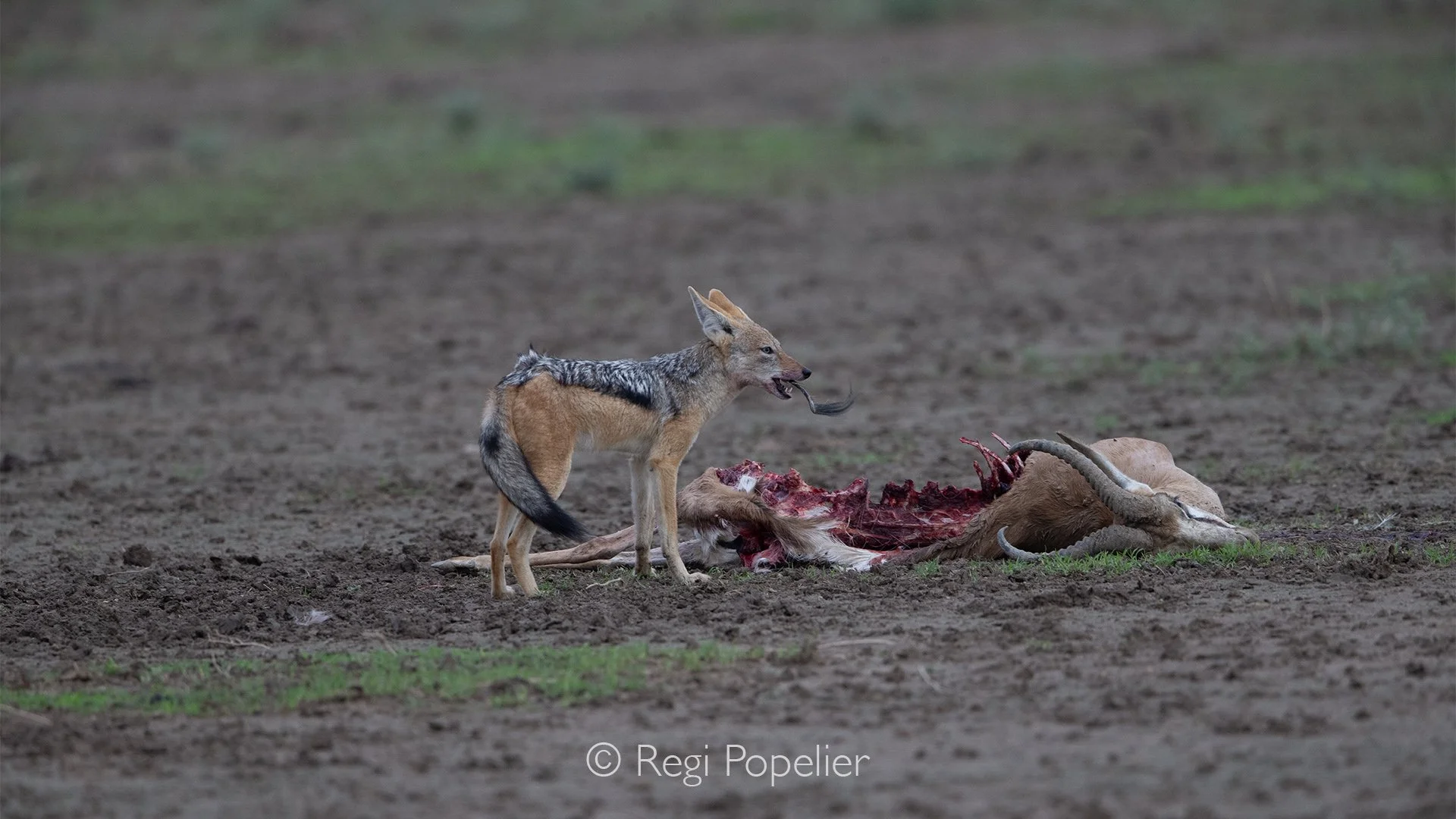 South Africa033 - In this moment, a black-backed jackal feeds on the fallen antelope, a powerful reminder that in nature, every ending becomes the beginning of another life.