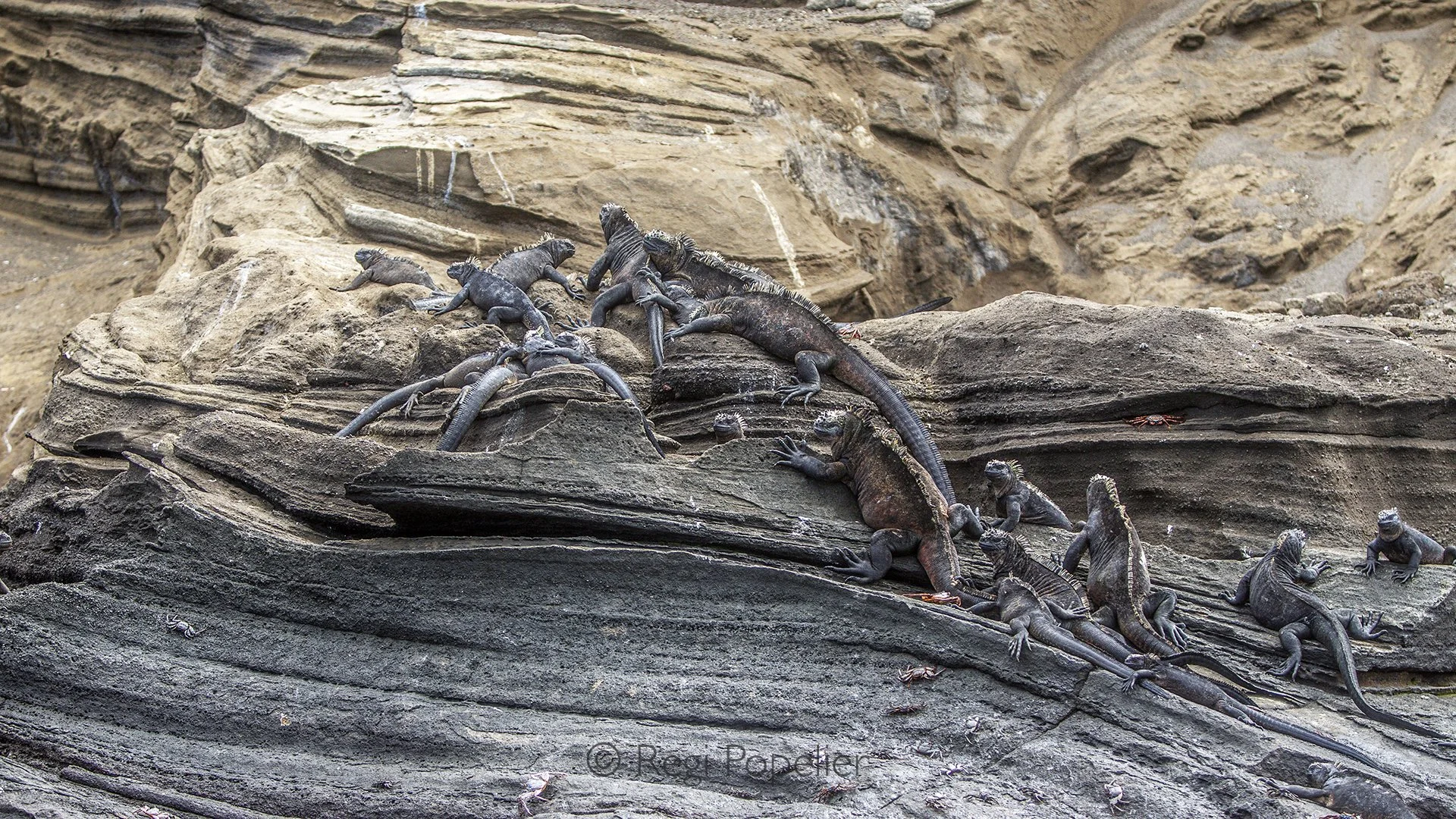 GAL019 -  The contrasts of the black yellowed rock with the variety of the bodies of Marine iguanas while taking their sun bad . 