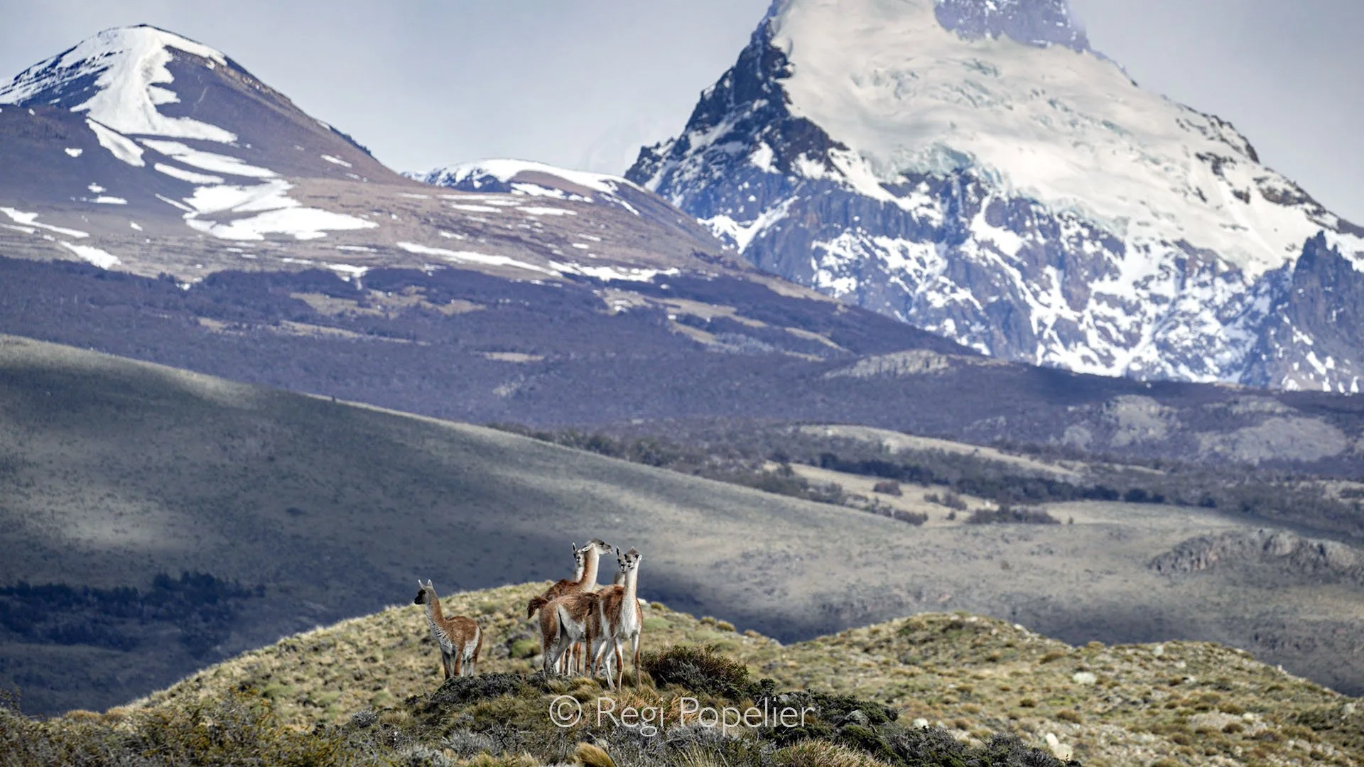 ARG011 - A small group of guanaco standing proudly in front of the Patagonian mountains, surrounded by a patch of golden grasses, the perfect glimpse of wild Patagonia.