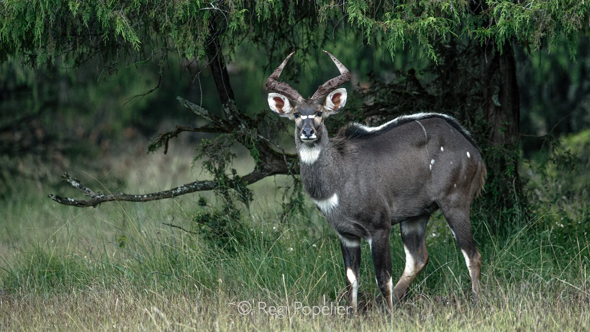 ETH016 - Male of the mountain nyala. 