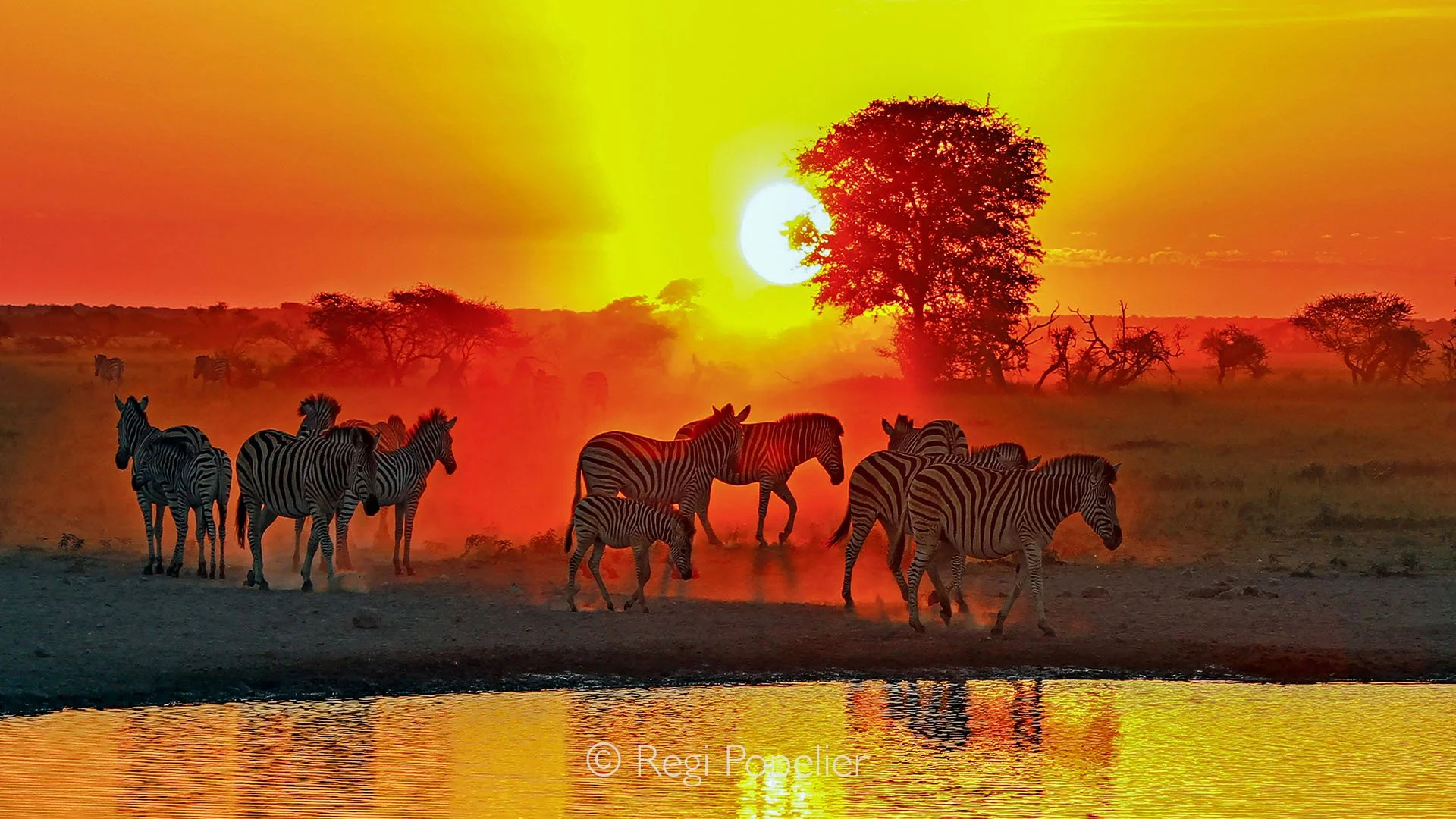BOTS013 - Evening paints the plains in fire and honey, while zebras move like shadows in the stunning glow of the sunset.