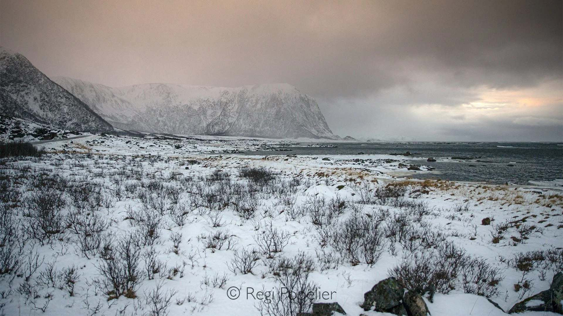 NORWAY008 - Solitary shrubs emerge from deep snow, their delicate forms creating natural works of art against the white landscape.