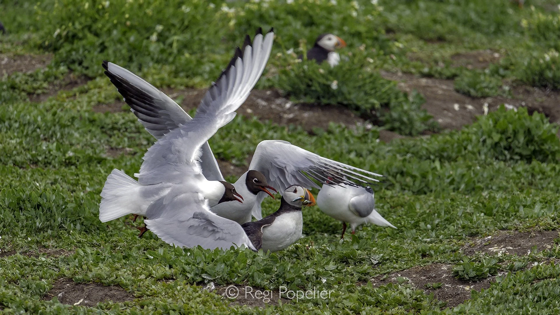 Scotland027 - Sneaky gulls use high coastal ferns and rocky outcrops as cover, sprinting out to ambush puffins the exact moment they touch down.
