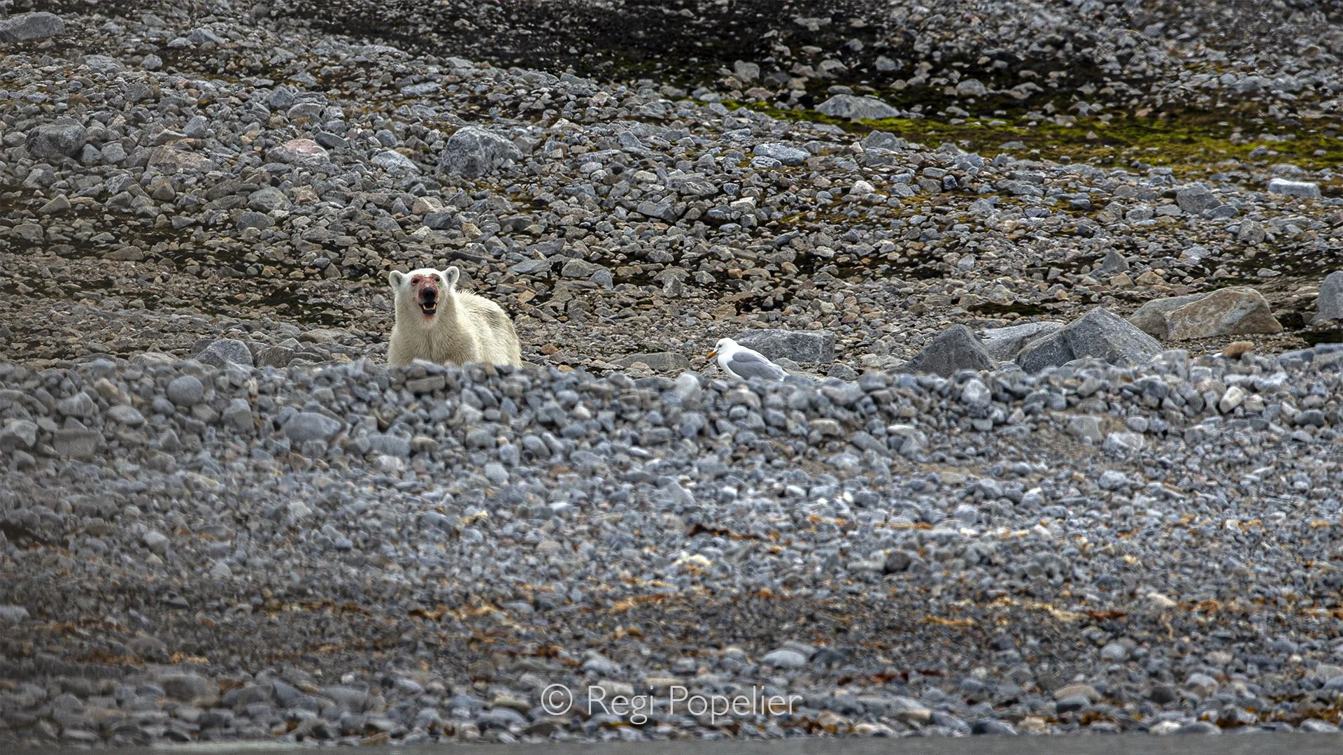 NPOLE048 - Opportunistic gulls gather around the bear, patiently waiting for scraps from a meal.