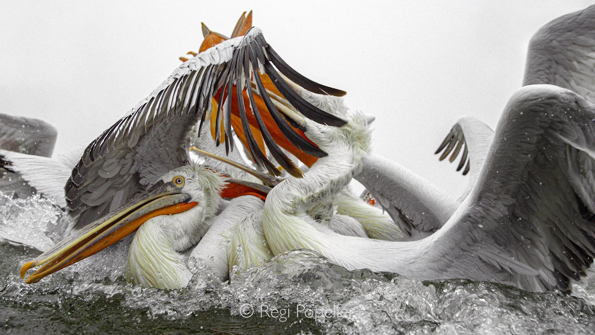 GRE007 - The strongest among them pushed forward, claiming the prime positions