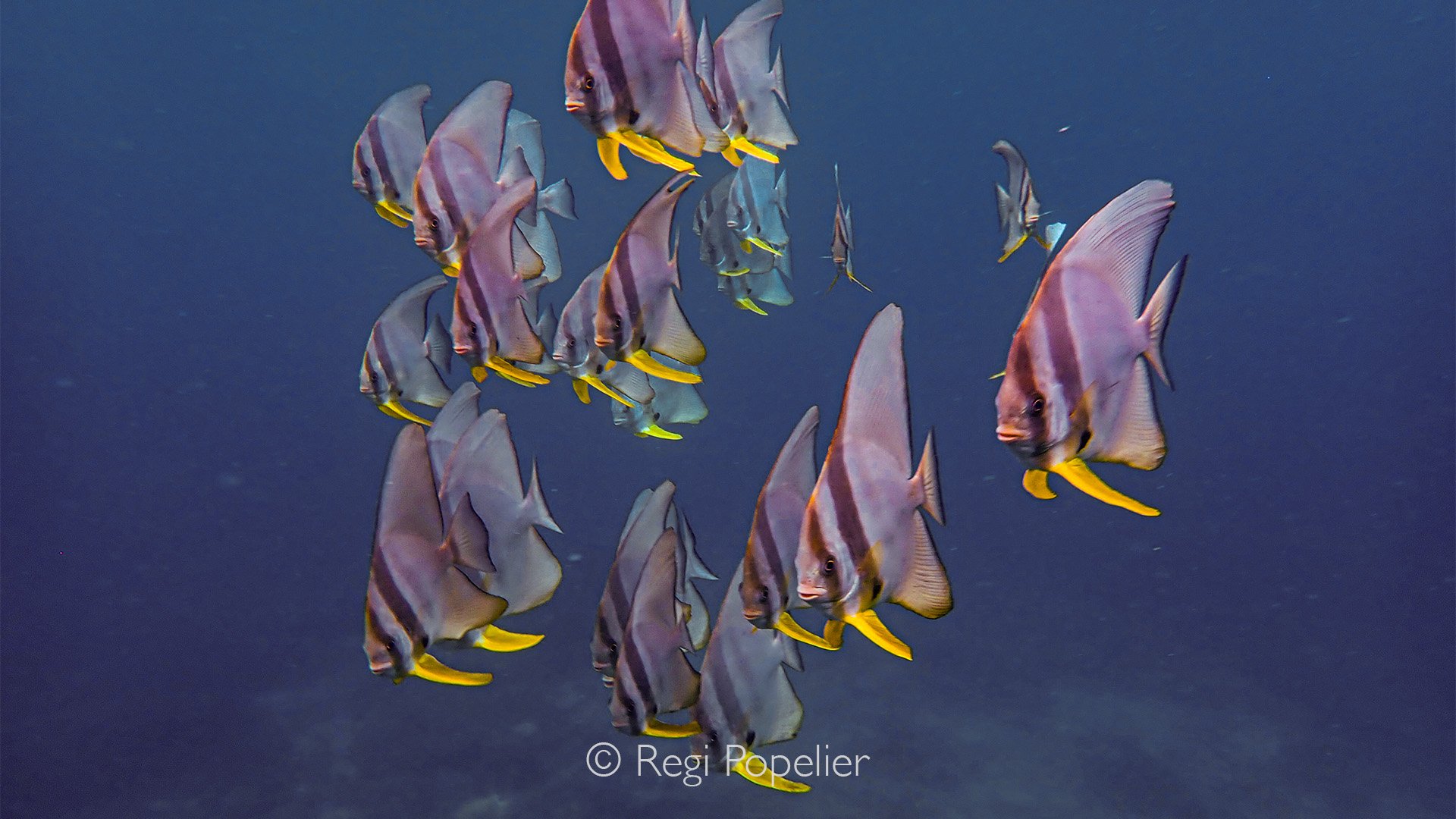 INDO108 -while swimming to the surface a group of platax came as if they wanted to great us. 