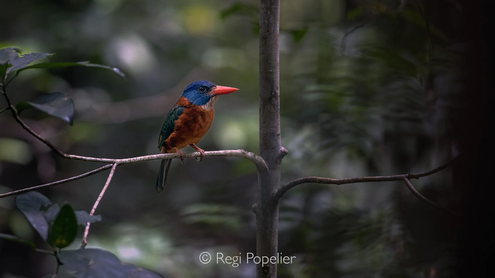 INDO037 - Green Backed Kingfisher (Tangkoko, Sulawesi.