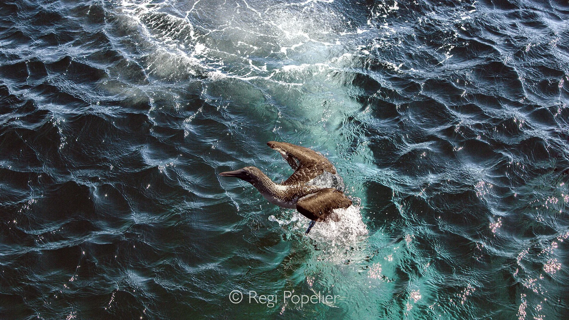 GAL014 - Nice contrasts of a take off from the blue footed booby.