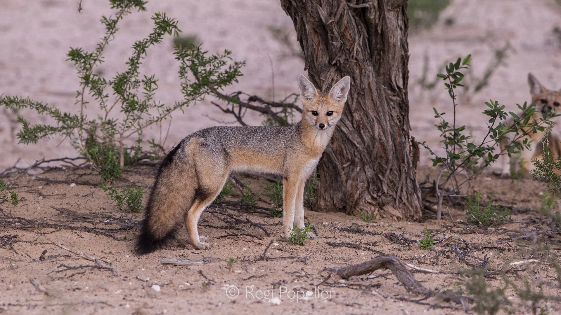 South Africa018 - Cape fox (Cama fox) (silver-backed fox) (Vulpes chama), Kgalagadi Transfrontier Park.