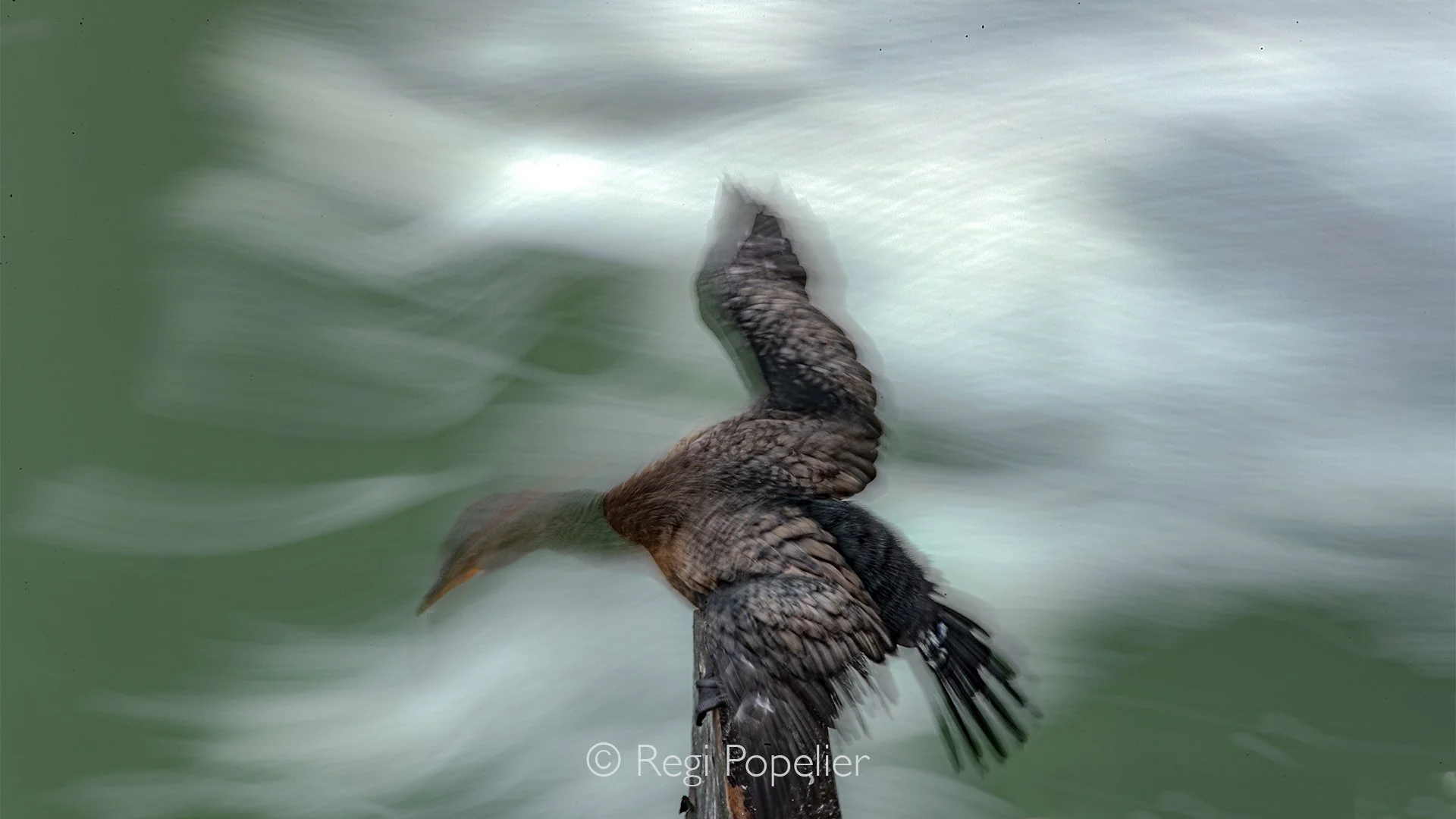 Namibia032 -  Anatomy of stability. Photographed with a long exposure, the frame emphasizes the cormorant's incredible physical control. While the river dissolves into a soft motion blur, the bird remains perfectly still, scanning the torrent for fis